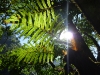 Forest ferns