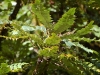 Mahonia