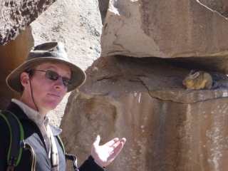 Unfazed is the word I'd use to describe this stocky Viscacha