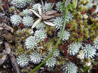 A tiny, tiny garden on a rock - none of these plants bigger than a little fingernail