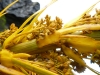 Close-up the seeds glisten from yesterday\'s rain