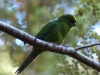 We found birds in the trees. Bright green parakeets with yellow faces