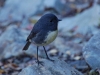 And of course the friendly little robins
