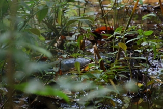 The Anaconda moved surprisingly quick for having just eaten, so... well... this is about the only picture I got