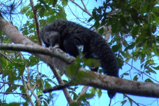 The Monk Saki monkey, who didn't stay long enough to have his photo taken properly