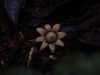 But the fungi here take some bizarre forms a million miles away from the umbrella toadstools back home