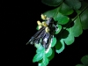 Here a yellow fungus grows on a dead moth - it infects the moth in life and rewires its brain so that the moth flies high, meaning the fungus can spread its spores over a wider area once the host is dead