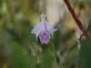 Above fungi come plants, and few are more beautiful than the orchids which grow abundantly amongst the greenery