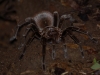 And of course this is a Tarantula!  This fella was as big as he looks, but not poisonous enough to hurt a human
