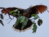 Biggest and weirdest, the Hoatzin