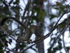 They are amazingly acrobatic at clambering and leaping through the trees