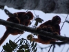 A pair of Red Howlers. Their tails help them balance - notice how the left one isn\'t even holding onto his perch