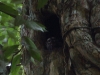 The Night Monkey is the only nocturnal monkey in the jungle. So his name is appropriate, if not very inventive. Nice eyebrows