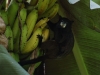 But my favourites were probably the Black-mantled Tamarins, also pretty tiny and very messy eaters