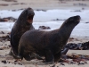 \'Okay Dave, so you can stand on your hands. I owe you a kipper, now stop looking so smug\'
