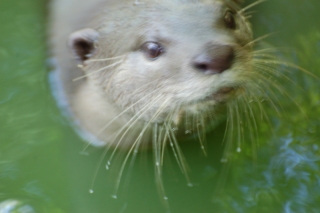 Getting closer than ever (too close to focus!) to wild otters was obviously a big and unexpected highlight of Singapore