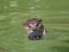 Hmm. Smells good, but how do you get the wrapper off? Tantalising terrapins!