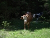 Mind you, it can be tricky sharing the path with locals
