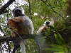 Diademed sifaka and baby