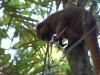 Golden bamboo lemur
