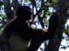 Milne-Edwards sifaka