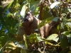 Red-fronted brown lemur