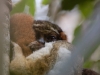 Eastern woolly lemur