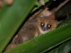 Goodmans mouse lemur