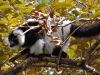 Black-and-white ruffed lemur
