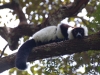 Black-and-white ruffed lemur