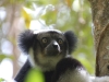 Indri