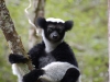 Indri