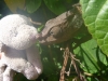 Sheep and chameleon