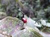 Giraffe-necked weevil