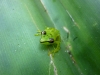 Pandan frog