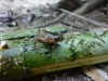 Bamboo frog