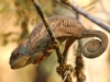 Chameleon