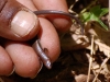 Skink