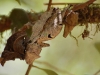 Leaf-tailed gecko