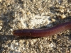 Tiny snake