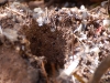 Ants