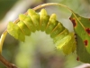Caterpillar