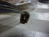 Table bug