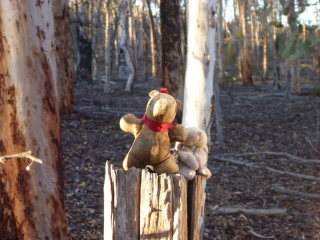 This is not a numbat.  More's the pity