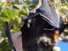 These fuzzy critters dangle from almost all the big trees in the middle of the gardens