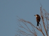 B is also for grey Butcherbird against a stark autumn sky