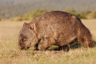 The wonderful Wombat waddles westwards without worrying