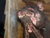 Some things are less nice to see up close!  \'I sheem to haff shomething caught in my teefs...\'