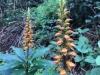 Plants of the Anaga forest