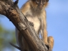 RedColobus-001